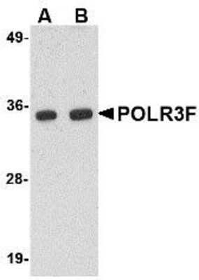 Western Blot POLR3F Antibody - BSA Free