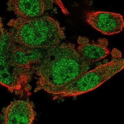 Immunocytochemistry/ Immunofluorescence POLR3G Antibody