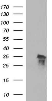 Western Blot: POLR3GL Antibody (OTI5E8) - Azide and BSA Free [NBP2-73523] - Analysis of HEK293T cells were transfected with the pCMV6-ENTRY control (Left lane) or pCMV6-ENTRY POLR3GL.