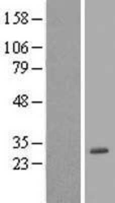 Western Blot: POLR3H Overexpression Lysate (Adult Normal) [NBP2-08674] Left-Empty vector transfected control cell lysate (HEK293 cell lysate); Right -Over-expression Lysate for POLR3H.