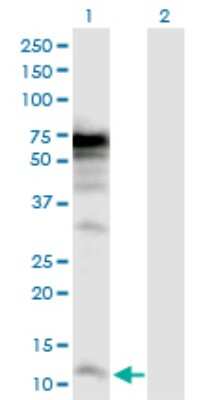 Western Blot: POLR3K Antibody [H00051728-D01P] - Analysis of POLR3K expression in transfected 293T cell line by POLR3K polyclonal antibody.Lane 1: POLR3K transfected lysate(12.30 KDa).Lane 2: Non-transfected lysate.