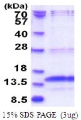 SDS-Page: POLR3K Recombinant Protein [NBP2-51771] - 15% SDS Page (3 ug)