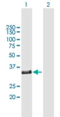 Western Blot: POMC Antibody [H00005443-B01P] - Analysis of POMC expression in transfected 293T cell line by POMC polyclonal antibody.  Lane 1: POMC transfected lysate(29.37 KDa). Lane 2: Non-transfected lysate.