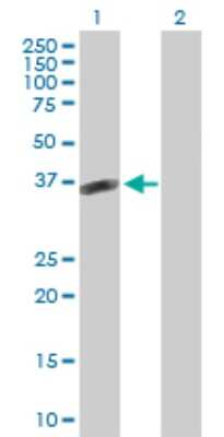 Western Blot: POMC Antibody [H00005443-B02P] - Analysis of POMC expression in transfected 293T cell line by POMC polyclonal antibody.  Lane 1: POMC transfected lysate(29.37 KDa). Lane 2: Non-transfected lysate.