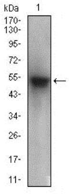 Western Blot: PON1 Antibody (4G8D3) [NBP2-23610] - Western blot analysis of PON1 in human plasma cell lysate.