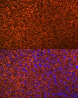 Immunohistochemistry: PON1 Antibody (4X7X2) [NBP3-16187] - Immunofluorescence analysis of rat liver using PON1 Rabbit mAb (NBP3-16187) at dilution of 1:100 (40x lens). Blue: DAPI for nuclear staining.