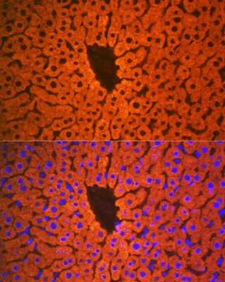 Immunohistochemistry: PON1 Antibody (4X7X2) [NBP3-16187] - Immunofluorescence analysis of mouse liver using PON1 Rabbit mAb (NBP3-16187) at dilution of 1:100 (40x lens). Blue: DAPI for nuclear staining.