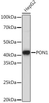 Western Blot: PON1 Antibody (4X7X2) [NBP3-16187] - Western blot analysis of extracts of HepG2 cells, using PON1 Rabbit mAb (NBP3-16187) at 1:1000 dilution. Secondary antibody: HRP Goat Anti-Rabbit IgG (H+L) at 1:10000 dilution. Lysates/proteins: 25ug per lane. Blocking buffer: 3% nonfat dry milk in TBST. Detection: ECL Basic Kit. Exposure time: 3s.