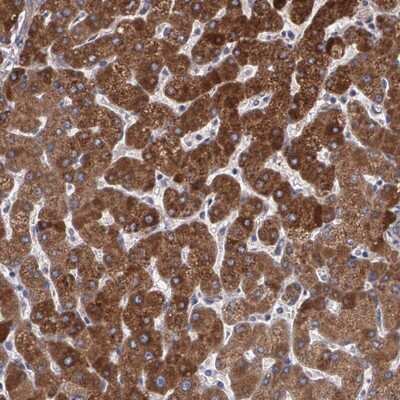 Immunohistochemistry-Paraffin: PON1 Antibody [NBP1-84791] - Staining of human liver shows strong cytoplasmic positivity in hepatocytes.