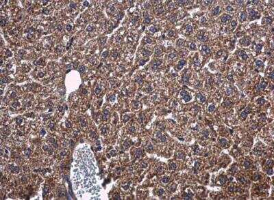 Immunohistochemistry-Paraffin: PON1 Antibody [NBP2-19893] - Analysis of mouse liver. PON1 antibody diluted at 1:500. Antigen Retrieval: Citrate buffer, pH 6.0, 15 min