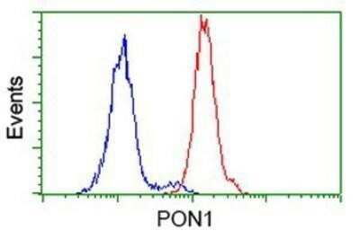 Flow Cytometry: PON1 Antibody (OTI2D4) - Azide and BSA Free [NBP2-73526] - Analysis of Hela cells, using anti-PON1 antibody, (Red), compared to a nonspecific negative control antibody (Blue).