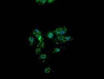 Immunocytochemistry/Immunofluorescence: PON1 Antibody (OTI2D4) - Azide and BSA Free [NBP2-73526] - Staining of COS7 cells transiently transfected by pCMV6-ENTRY PON1.