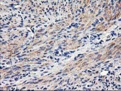 Immunohistochemistry: PON1 Antibody (OTI2D4) - Azide and BSA Free [NBP2-73526] - Staining of paraffin-embedded Human endometrium tissue using anti-PON1 mouse monoclonal antibody.