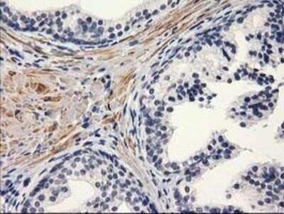 Immunohistochemistry: PON1 Antibody (OTI2D4) - Azide and BSA Free [NBP2-73526] - Staining of paraffin-embedded Human prostate tissue using anti-PON1 mouse monoclonal antibody.