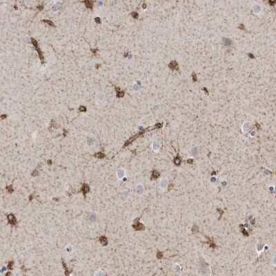 <b>Orthogonal Strategies Validation. </b>Immunohistochemistry-Paraffin: PON2 Antibody [NBP1-86365] - Staining of human cerebral cortex shows high expression.