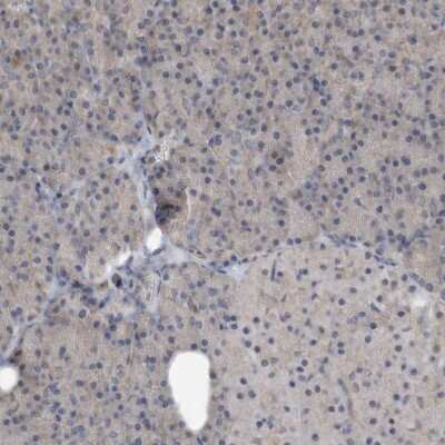 Immunohistochemistry-Paraffin: PON2 Antibody [NBP1-86365] - Staining of human pancreas shows low expression as expected.