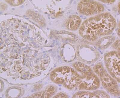 Immunohistochemistry-Paraffin: PON2 Antibody (JG35-80) [NBP2-75625] - Analysis of paraffin-embedded human kidney tissue using anti-PON2 antibody. Counter stained with hematoxylin.