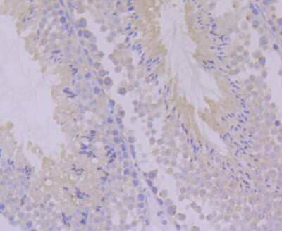 Immunohistochemistry-Paraffin: PON2 Antibody (JG35-80) [NBP2-75625] - Analysis of paraffin-embedded mouse testis tissue using anti-PON2 antibody. Counter stained with hematoxylin.