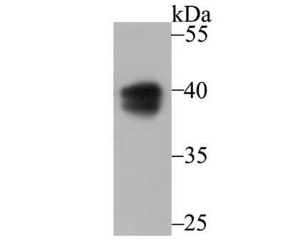 Western Blot: PON2 Antibody (JG35-80) [NBP2-75625] - Analysis of PON2 on A549 cell lysate using anti-PON2 antibody at 1/1,000 dilution.