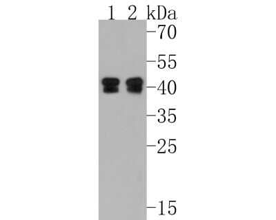 Western Blot: PON2 Antibody (JG35-80) [NBP2-75625] - Western blot analysis of PON2 on different lysates. Proteins were transferred to a PVDF membrane and blocked with 5% BSA in PBS for 1 hour at room temperature. The primary antibody (1/500) was used in 5% BSA at room temperature for 2 hours. Goat Anti-Rabbit IgG - HRP Secondary Antibody (HA1001) at 1:200,000 dilution was used for 1 hour at room temperature. Positive control: Lane 1: A549 cell lysate Lane 2: HCT116 cell lysate
