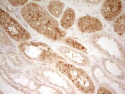 Immunohistochemistry: PON3 Antibody (5C3) [NBP2-45370] - Analysis of Human Kidney tissue. (Heat-induced epitope retrieval by 1 mM EDTA in 10mM Tris, pH8.5, 120C for 3min)