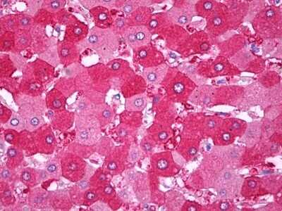Immunohistochemistry-Paraffin: PON3 Antibody (5G11) [NBP2-11533] - Analysis of anti-PON3 antibody with human liver at dilution 1:400.