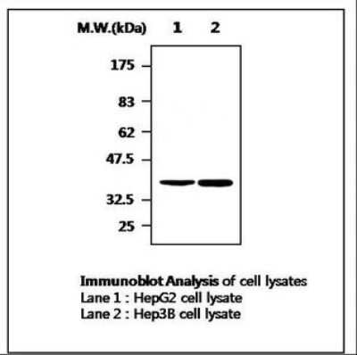 Western Blot: PON3 Antibody (5G11) [NBP2-11533]