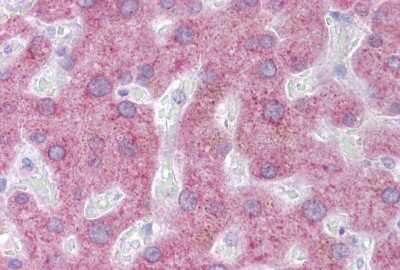 Immunohistochemistry: PON3 Antibody [NBP1-69633] - Liver tissue at an antibody concentration of 5 ug/ml using anti-PON3 antibody