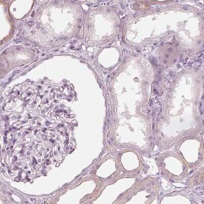 Immunohistochemistry-Paraffin: PON3 Antibody [NBP1-86074] - Staining of human kidney shows low expression as expected.