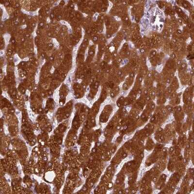 Immunohistochemistry-Paraffin: PON3 Antibody [NBP1-86074] - Staining of human liver shows high expression.