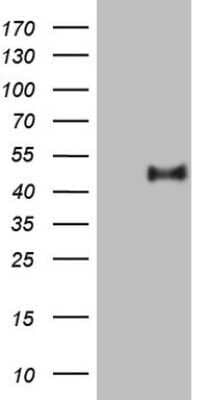 Western Blot: PON3 Antibody (OTI5C3) - Azide and BSA Free [NBP2-73530] - Analysis of HEK293T cells were transfected with the pCMV6-ENTRY control (Left lane) or pCMV6-ENTRY PON3.