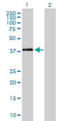 Western Blot: PON3 Antibody [H00005446-B01P] - Analysis of PON3 expression in transfected 293T cell line by PON3 polyclonal antibody.  Lane 1: PON3 transfected lysate(38.94 KDa). Lane 2: Non-transfected lysate.