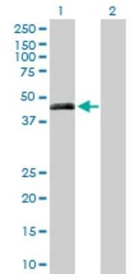 Western Blot: PON3 Antibody [H00005446-D01P] - Analysis of PON3 expression in transfected 293T cell line by PON3 polyclonal antibody.Lane 1: PON3 transfected lysate(39.60 KDa).Lane 2: Non-transfected lysate.