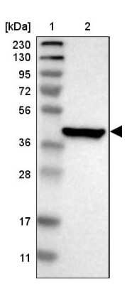 Western Blot: PON3 Antibody [NBP1-86074] - Lane 1: Marker [kDa] 230, 130, 95, 72, 56, 36, 28, 17, 11Lane 2: Human cell line RT-4