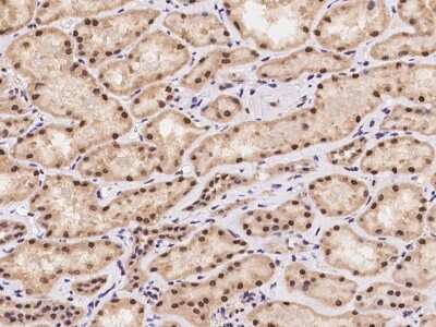 Immunohistochemistry-Paraffin: POP4 Antibody [NBP2-98016] - Immunochemical staining of human POP4 in human kidney with rabbit polyclonal antibody at 1:100 dilution, formalin-fixed paraffin embedded sections.