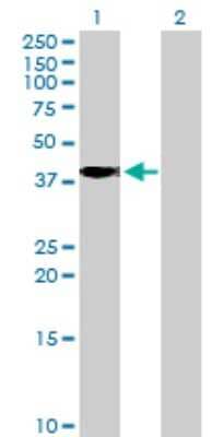 Western Blot: POPDC2 Antibody [H00064091-B01P] - Analysis of POPDC2 expression in transfected 293T cell line by POPDC2 polyclonal antibody.  Lane 1: POPDC2 transfected lysate(40.04 KDa). Lane 2: Non-transfected lysate.