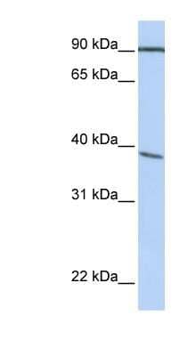 Western Blot POPDC3 Antibody