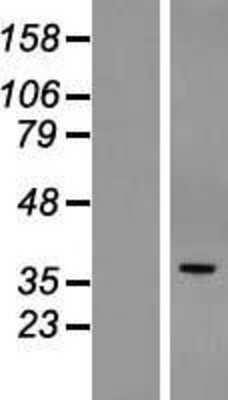 Western Blot POPDC3 Overexpression Lysate