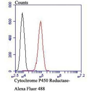 Flow Cytometry: POR/Cytochrome P450 Reductase Antibody (JB54-31) [NBP2-75626] - Analysis of HepG2 cells with Cytochrome P450 Reductase antibody at 1/100 dilution (red) compared with an unlabelled control (cells without incubation with primary antibody; black). Alexa Fluor 488-conjugated goat anti-rabbit IgG was used as the secondary antibody.