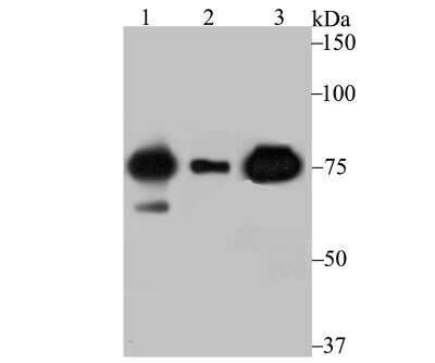 Western Blot: POR/Cytochrome P450 Reductase Antibody (JB54-31) [NBP2-75626] - Analysis of Cytochrome P450 Reductase on SK-Br-3 (1) , A549 (2) and mouse lung (3) lysate using anti-Cytochrome P450 Reductase antibody at 1/500 dilution.