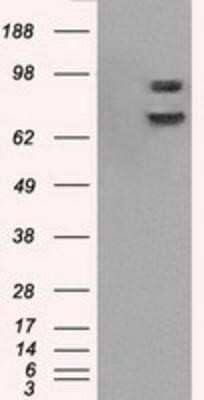 Western Blot: POR/Cytochrome P450 Reductase Antibody (OTI3F10) - Azide and BSA Free [NBP2-73539] - HEK293T cells were transfected with the pCMV6-ENTRY control (Left lane) or pCMV6-ENTRY Cytochrome P450 Reductase (Right lane) cDNA for 48 hrs and lysed. Equivalent amounts of cell lysates (5 ug per lane) were separated by SDS-PAGE and immunoblotted with a