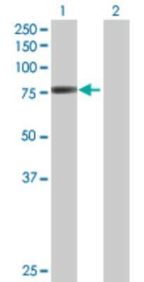 Western Blot: POR/Cytochrome P450 Reductase Antibody [H00005447-B01P] - Analysis of POR expression in transfected 293T cell line by POR polyclonal antibody.  Lane 1: POR transfected lysate(74.8 KDa). Lane 2: Non-transfected lysate.