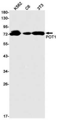 Western Blot: POT1 Antibody (S06-9I1) [NBP3-15080] - Western blot detection of POT1 in K562, C6, 3T3 cell lysates using POT1 Rabbit mAb (1:1000 diluted). Predicted band size: 71kDa. Observed band size: 71kDa.