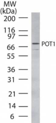 Western Blot: POT1 Antibody [NB100-56429] - Analysis of POT1 using POT1 polyclonal antibody Human HL60 cell lysate probed using POT1 antibody at 2 ug/ml.