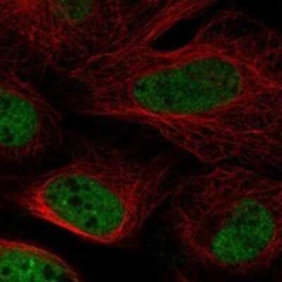 Immunocytochemistry/ Immunofluorescence POU5F2 Antibody - BSA Free