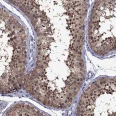 Immunohistochemistry-Paraffin POU5F2 Antibody - BSA Free