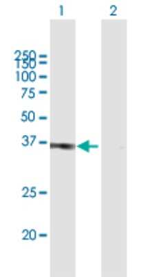 Western Blot: POU6F1 Antibody [H00005463-B01P] - Analysis of POU6F1 expression in transfected 293T cell line by POU6F1 polyclonal antibody.  Lane 1: POU6F1 transfected lysate(33.11 KDa). Lane 2: Non-transfected lysate.