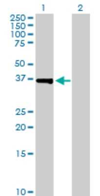Western Blot: POU6F1 Antibody [H00005463-D01P] - Analysis of POU6F1 expression in transfected 293T cell line by POU6F1 polyclonal antibody.Lane 1: POU6F1 transfected lysate(32.60 KDa).Lane 2: Non-transfected lysate.