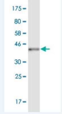 Western Blot: POU6F2 Antibody (1D3) [H00011281-M05] -  Detection against Immunogen (35.2 KDa) .