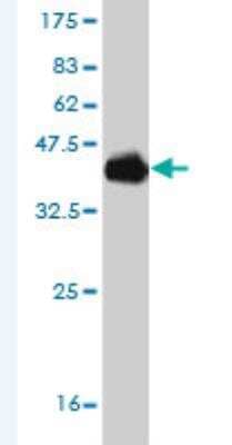 Western Blot: POU6F2 Antibody (8F9) [H00011281-M08] -  Detection against Immunogen (35.2 KDa) .